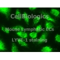 Mouse Cell Protein Lysates